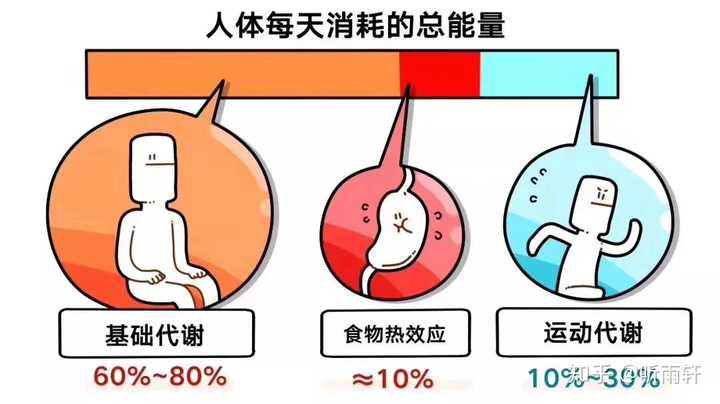 基础代谢率热量消耗占人体用热量消耗的一半以上