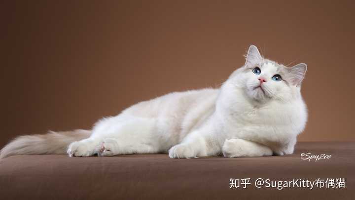 布偶猫的颜色分海豹,山猫纹,重点色,还有什么?他们分别怎么定义?