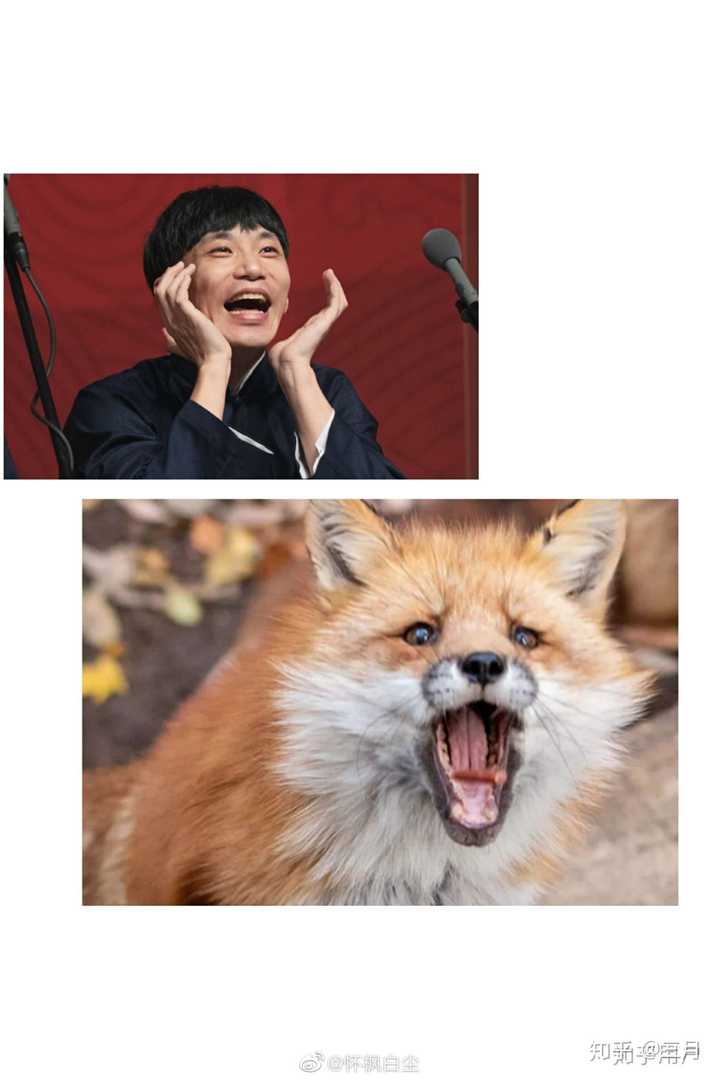比如张云雷就很像小狐狸,王九龙很像大白萨摩?