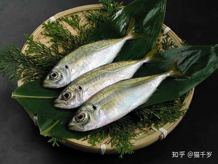 竹荚鱼 (鯵 あじ)