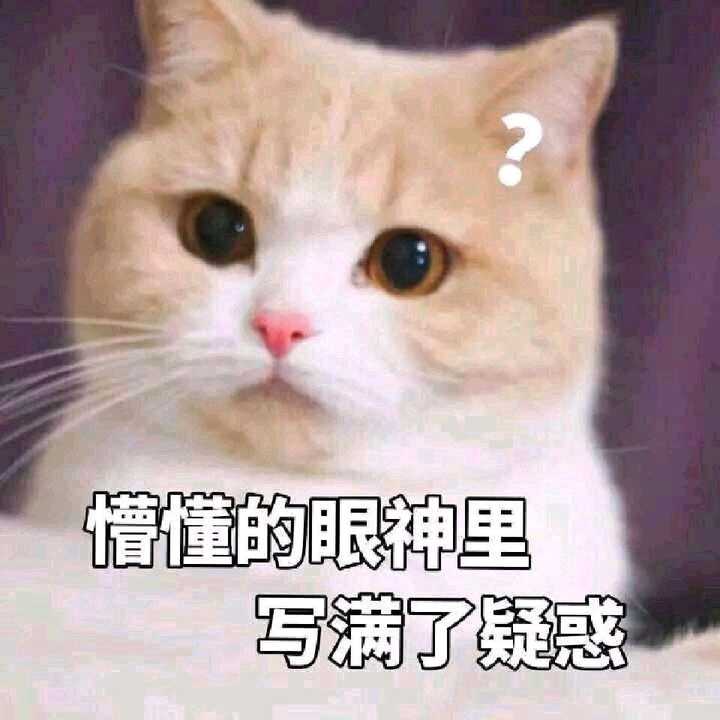 有哪些可爱到哭泣的猫咪图片或者表情包?