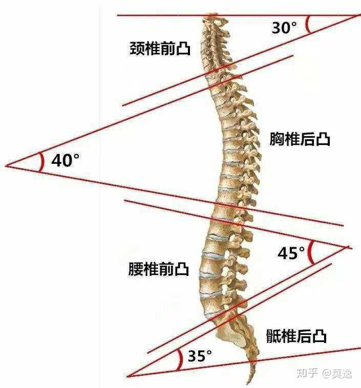 为什么健身时间长了 腰曲变直?