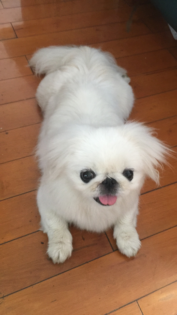 大家认为哪种小型犬最可爱?