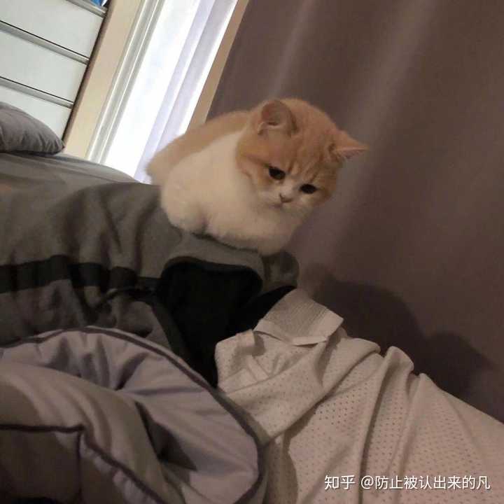 有什么猫狗的情侣头像?