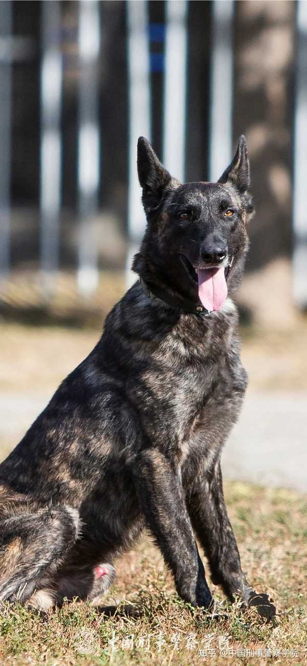 期待的专属警犬壁纸来啦!