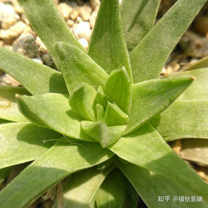 你家养的多肉都是怎样的? - 知乎