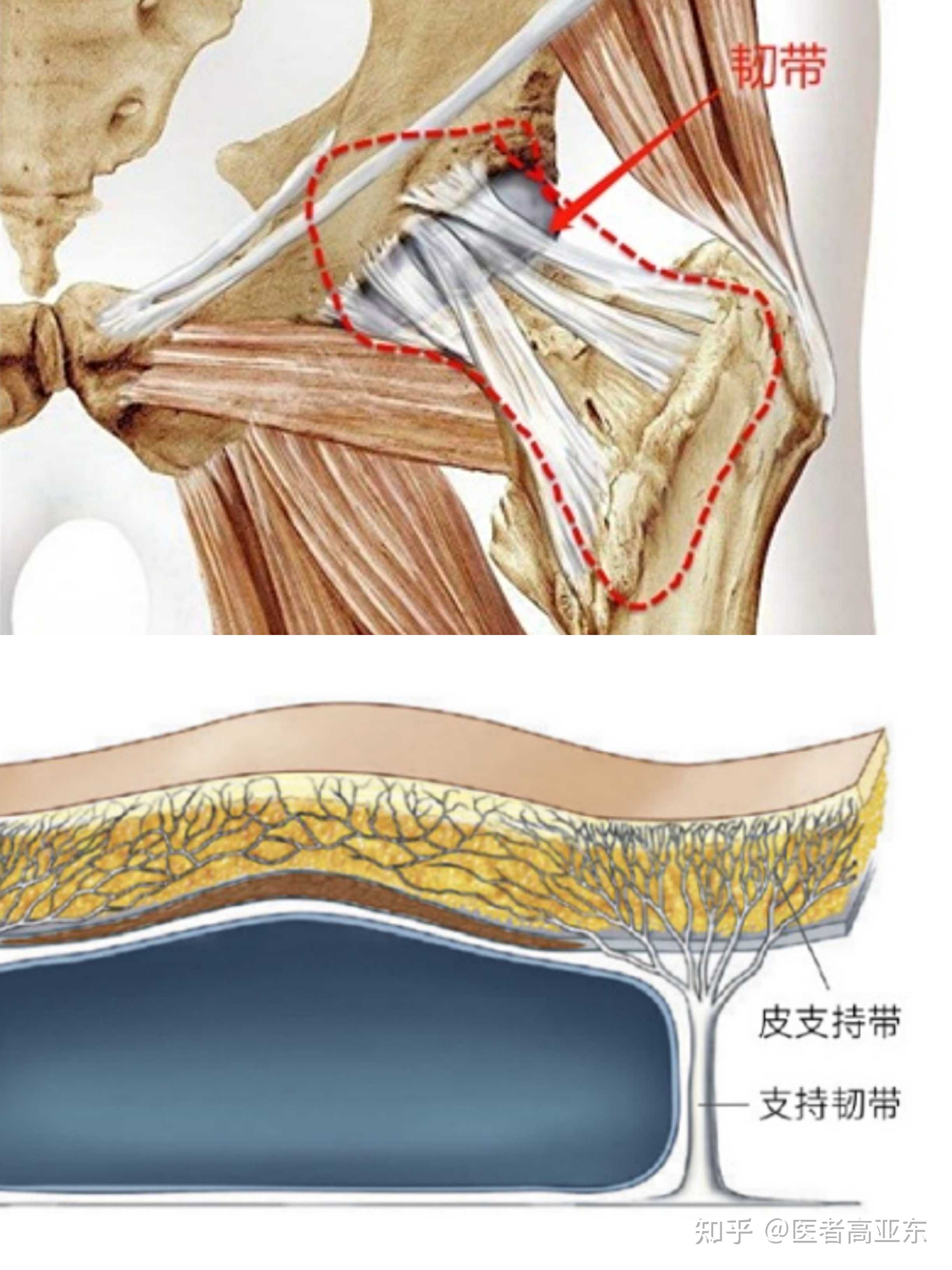 韧带提升对面部抗衰老的重要性在哪