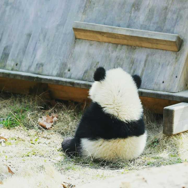 这是大熊猫白云和她的宝宝 大熊猫麻麻像人一样把她的宝宝抱了下来