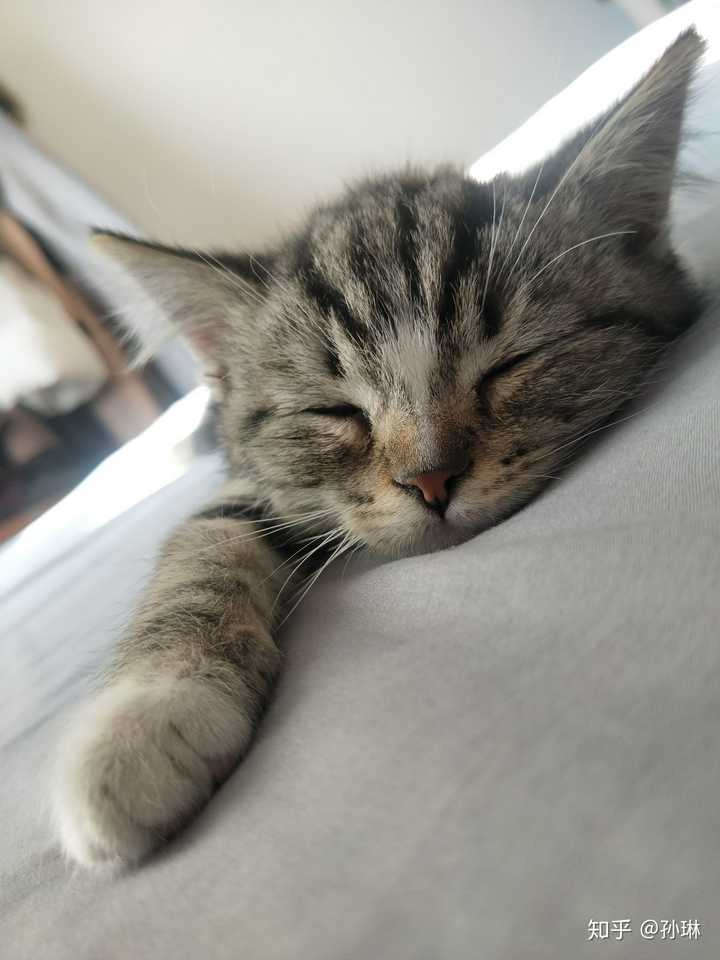 和猫一起睡觉是怎样的体验?