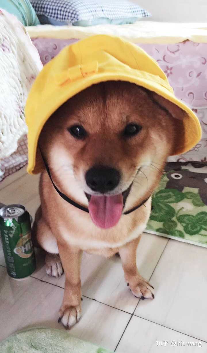 我家柴犬5个半月脸部毛色偏黄,白色 部分很少正常吗?