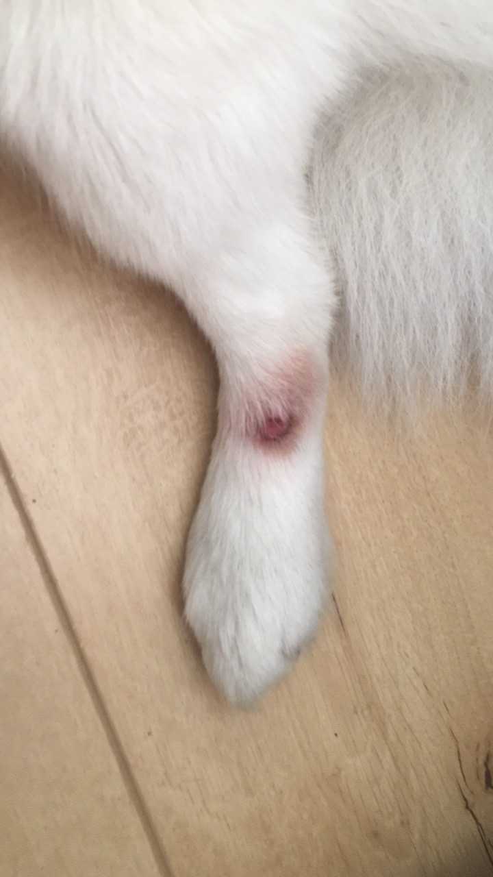 家养猫狗受皮外伤后舔舐伤口会促进愈合吗?