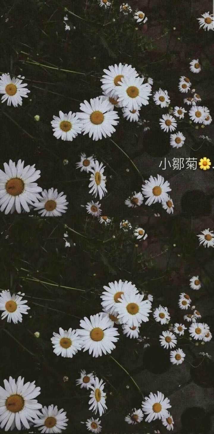 小雏菊