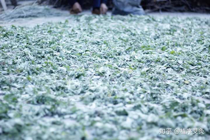 艾叶应该怎么晾晒?