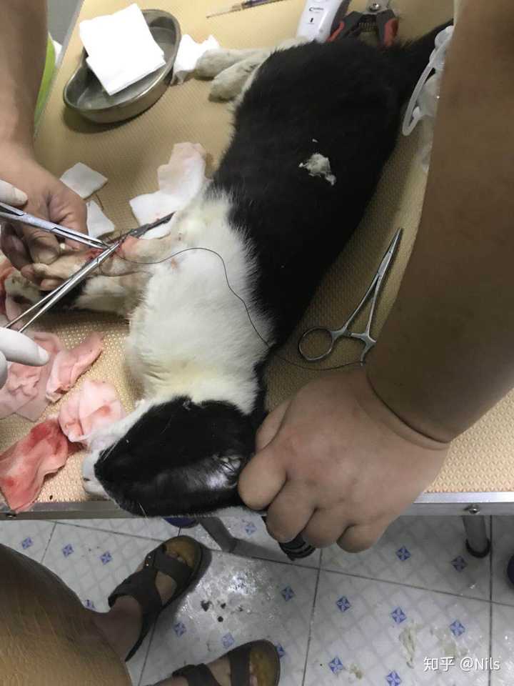 招惹猫咪被抓了一下,要打死猫咪该怎么看待?