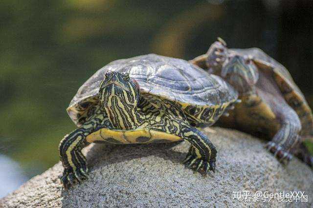 巴西龟俗称巴神,原名密西西比红耳龟,小时候容易得白眼病,5厘米以上