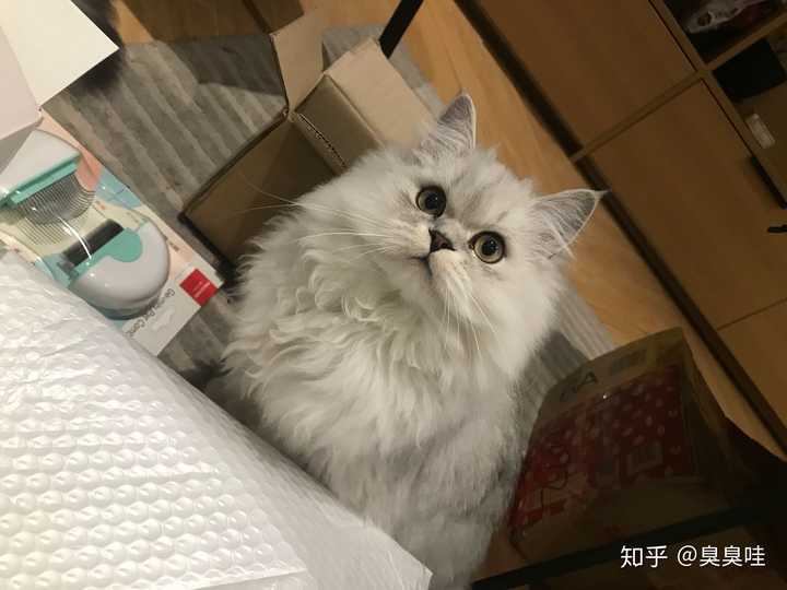 一直犹豫是买长毛渐层比较好还是买拿破仑矮脚猫比较好?