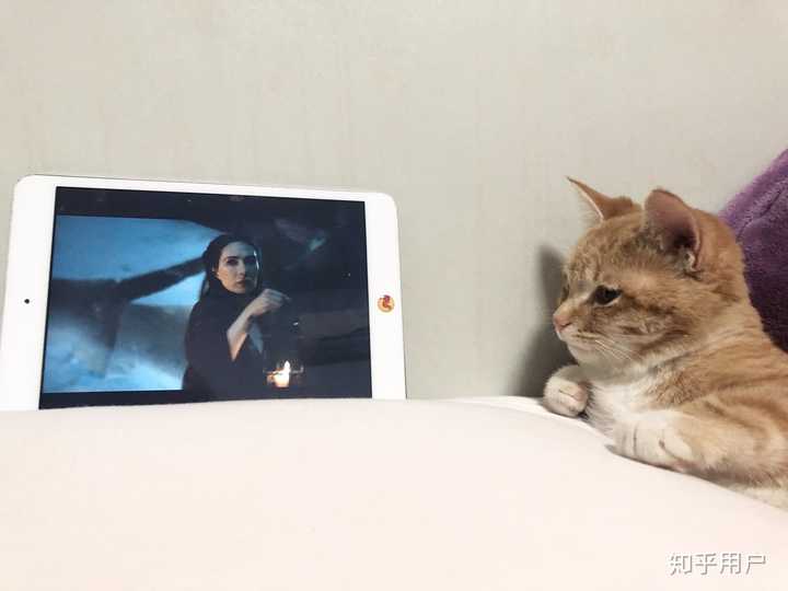 我想看看你们的猫咪可以吗?