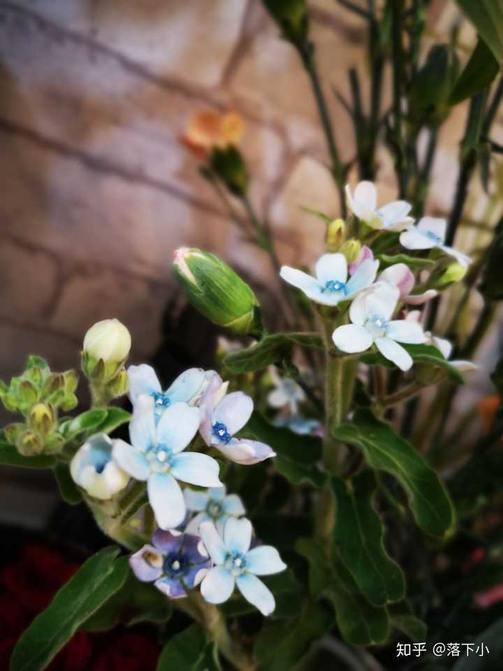 蓝色小飞燕花