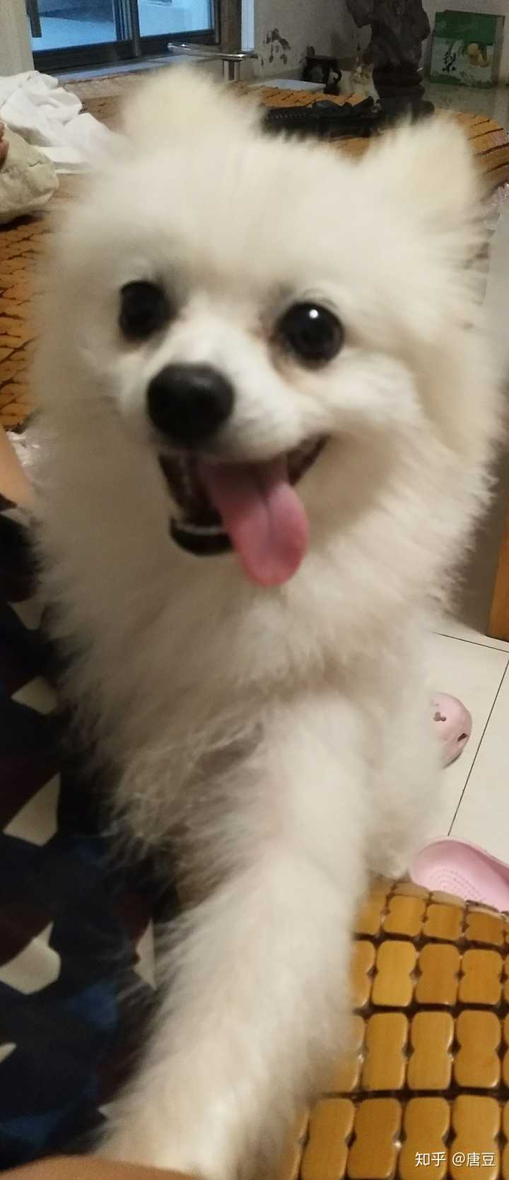 500块钱很健康,已经可以带出门啦,快五个月了猴子期,眼看着越来越丑.