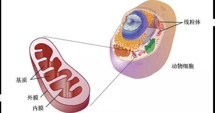 细胞中线粒体的构造,图片来源:必应