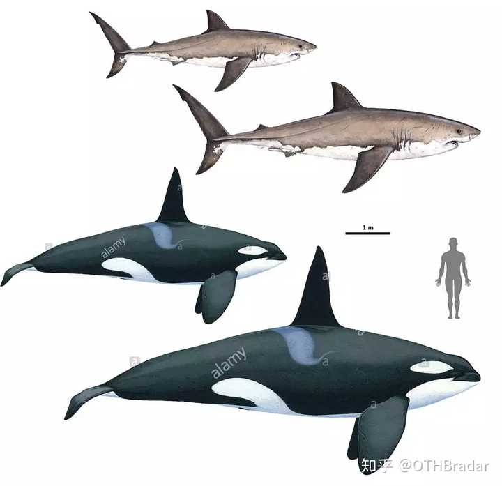 鲨鱼和鲸鱼哪个厉害?