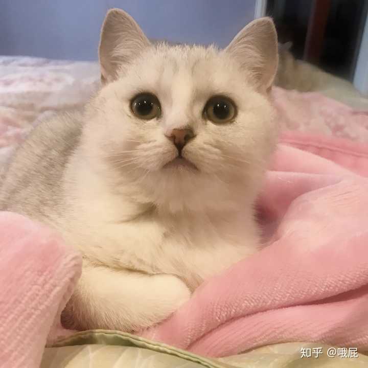 怎么让猫咪发腮 知乎