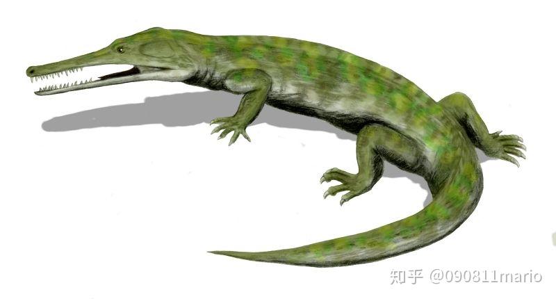 鳄龙:离龙目的一员,1.5m长,存活到始新世(5600万年前-3400万年前)