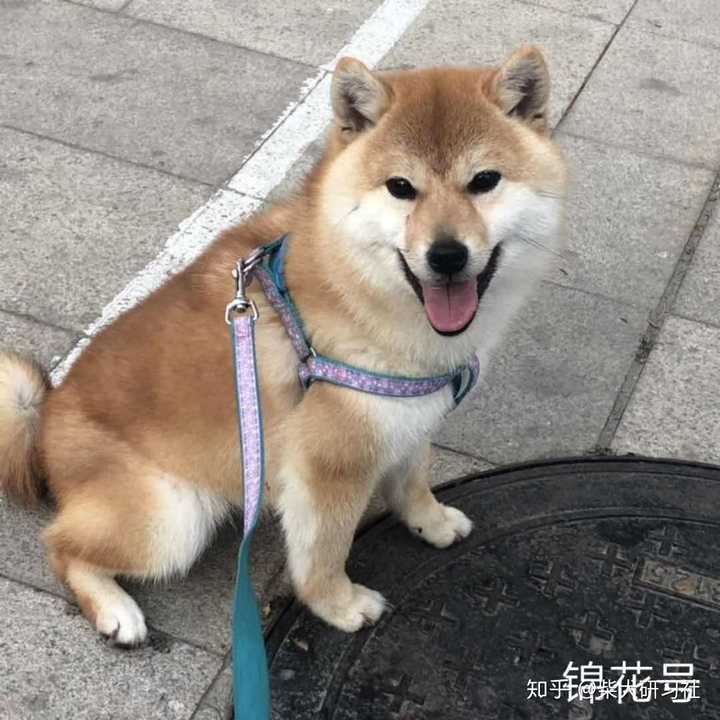 有没有适合小柴犬的名字?