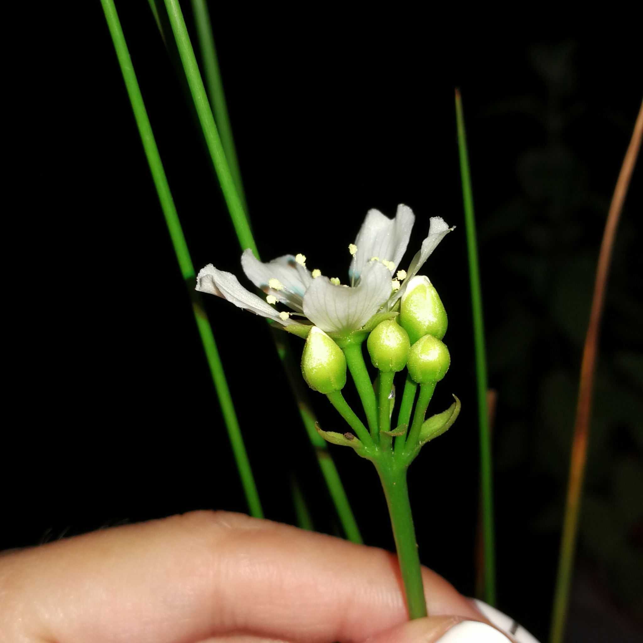捕蝇草养殖到开花授粉结种播种. 不是很… - 知乎