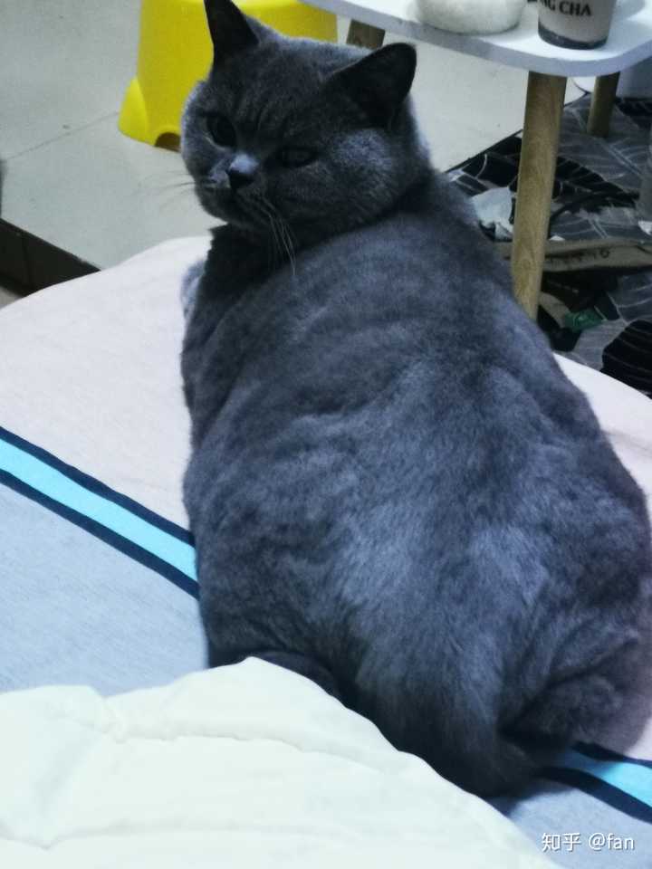 这是一只剃了毛且发福的蓝猫
