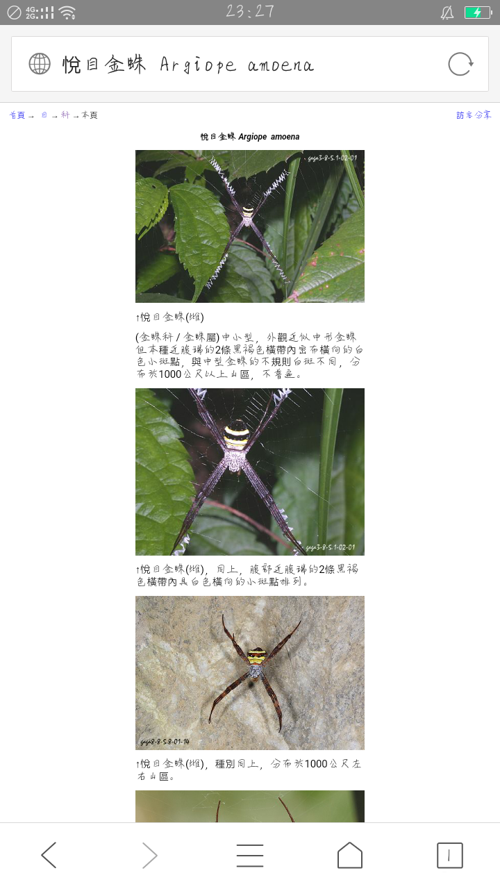 我觉得这是悦目金蛛不是横纹金蛛