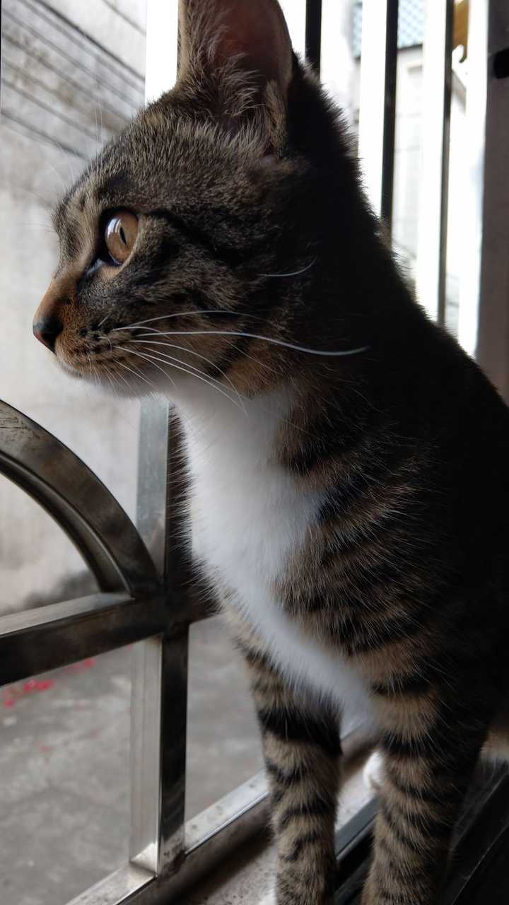 为什么狸花猫看起来很精明霸气?而别的猫要不就是萌萌