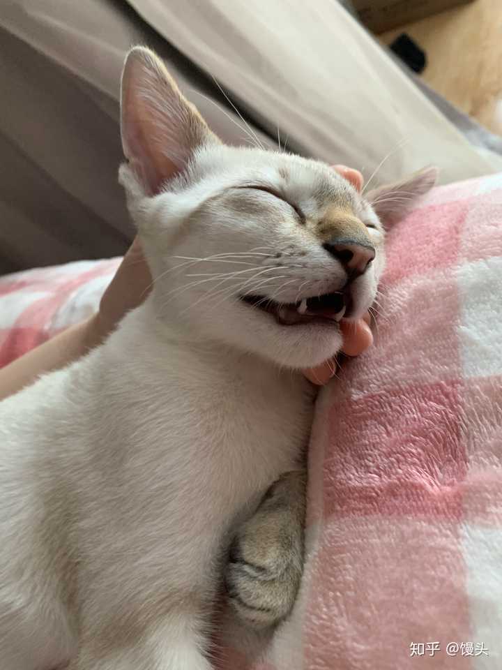 张嘴睡