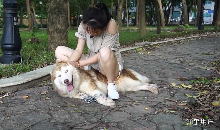 骑狗是怎样的体验