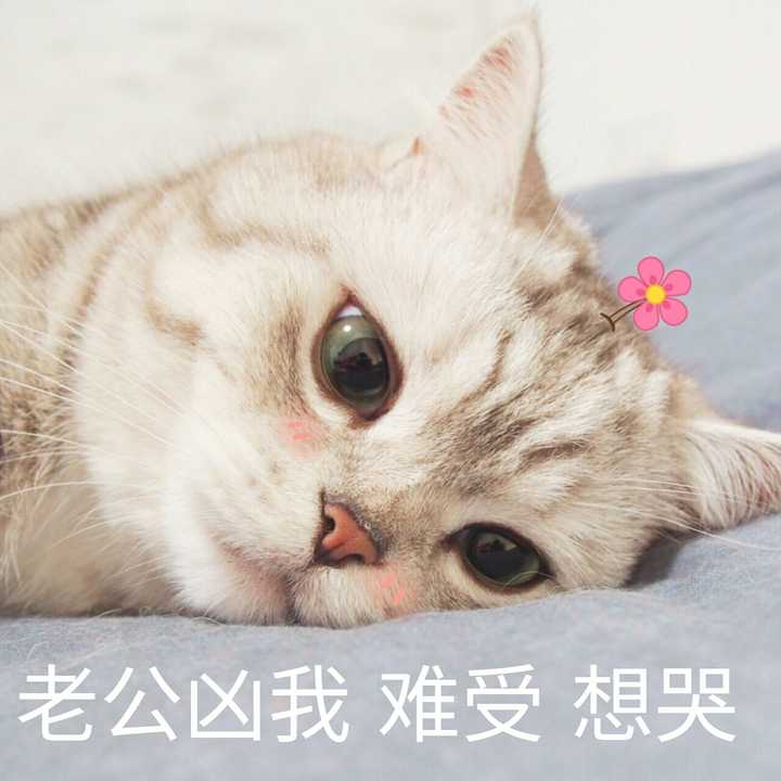 有没有可以给对象发的撒娇的表情包?