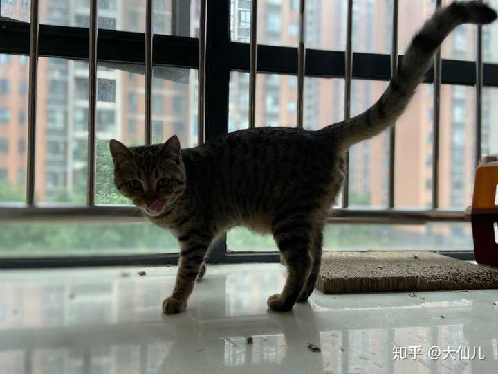 狸花猫可以漂亮到什么程度?