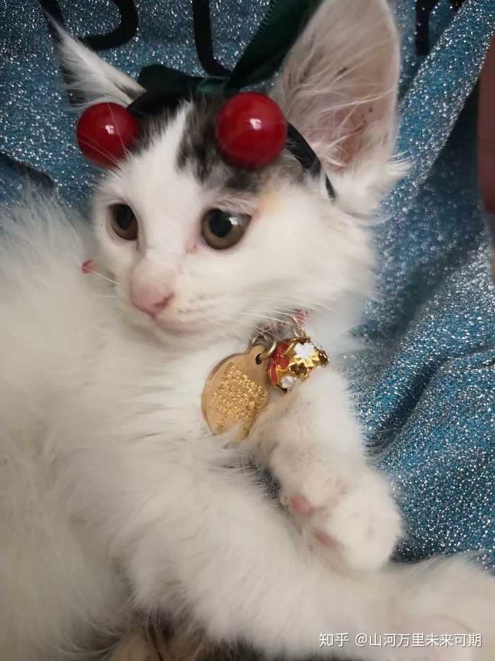 一只猫能可爱到什么程度?