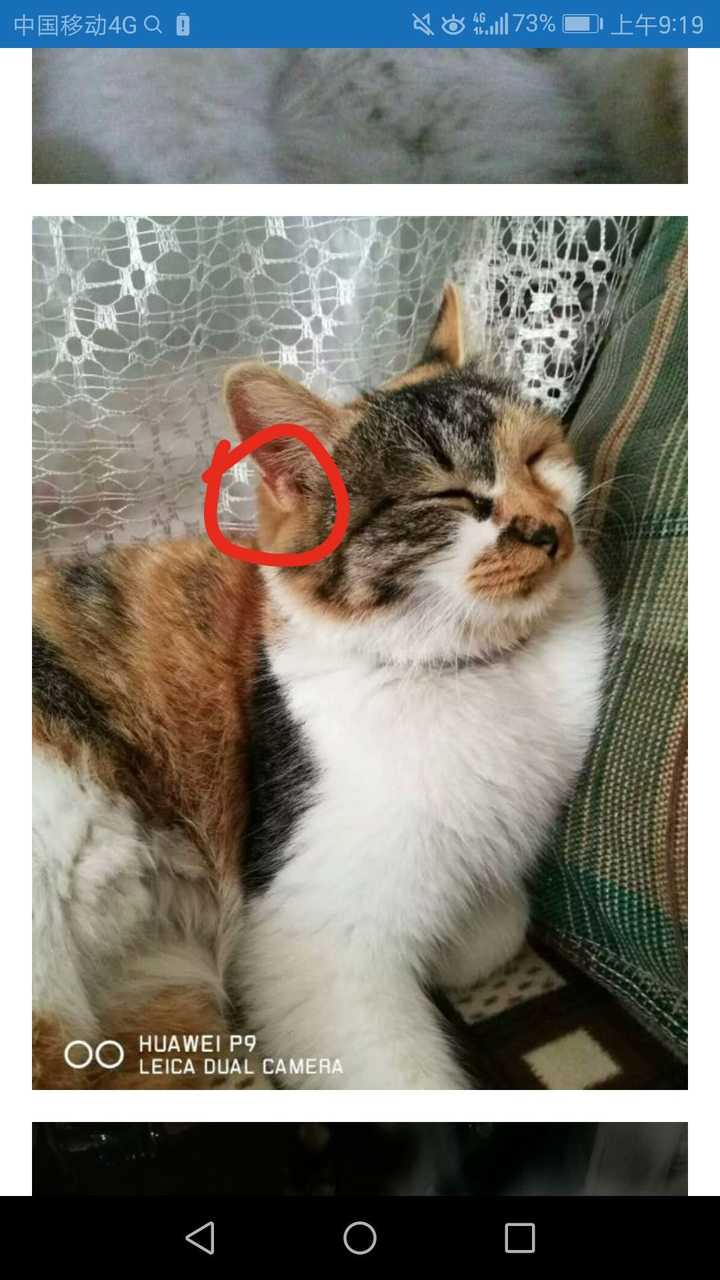 四川简州猫的耳朵到底跟普通猫有什么不同?