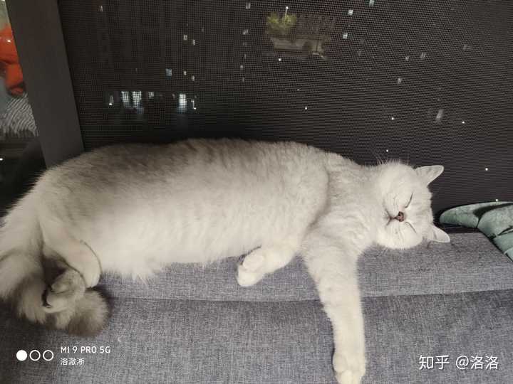 关于英短母猫的发腮问题