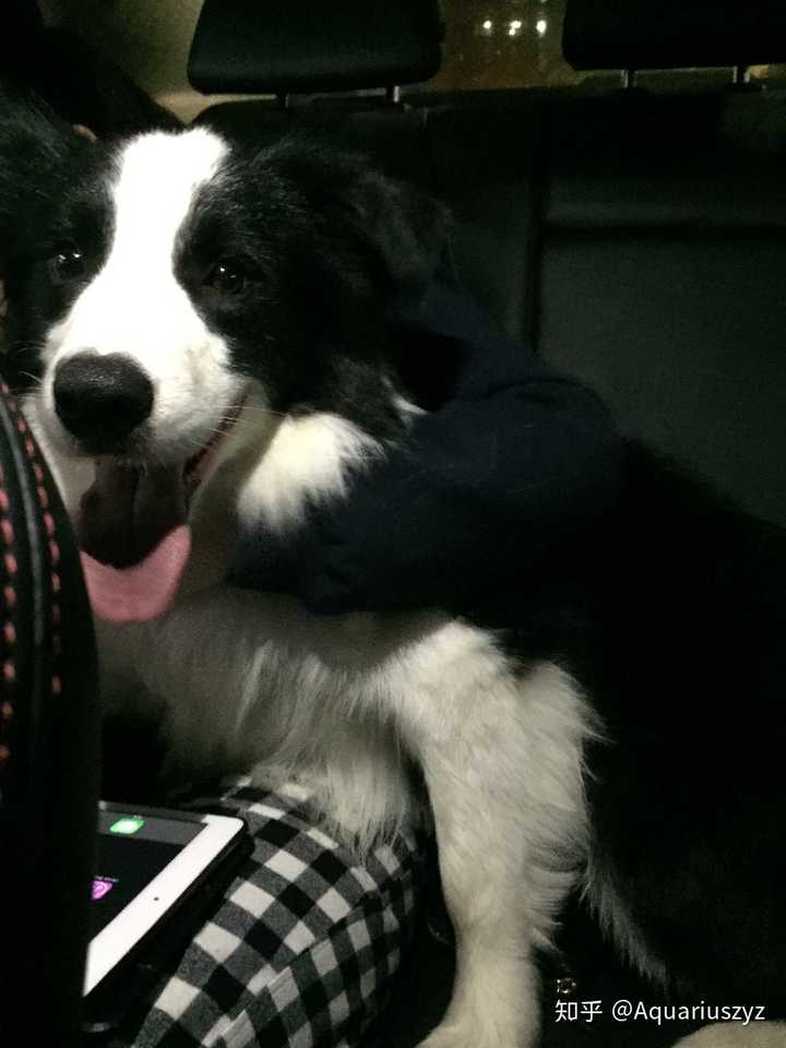 边境牧羊犬能可爱到什么程度?