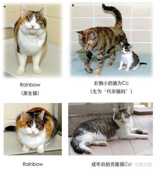 一个真实的克隆猫案例,网图侵删