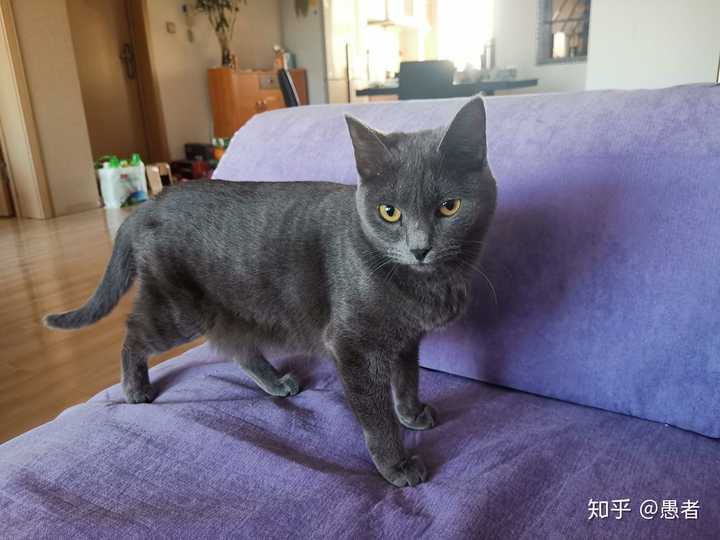 英短蓝猫800块买的,3个多月为什么这么瘦?