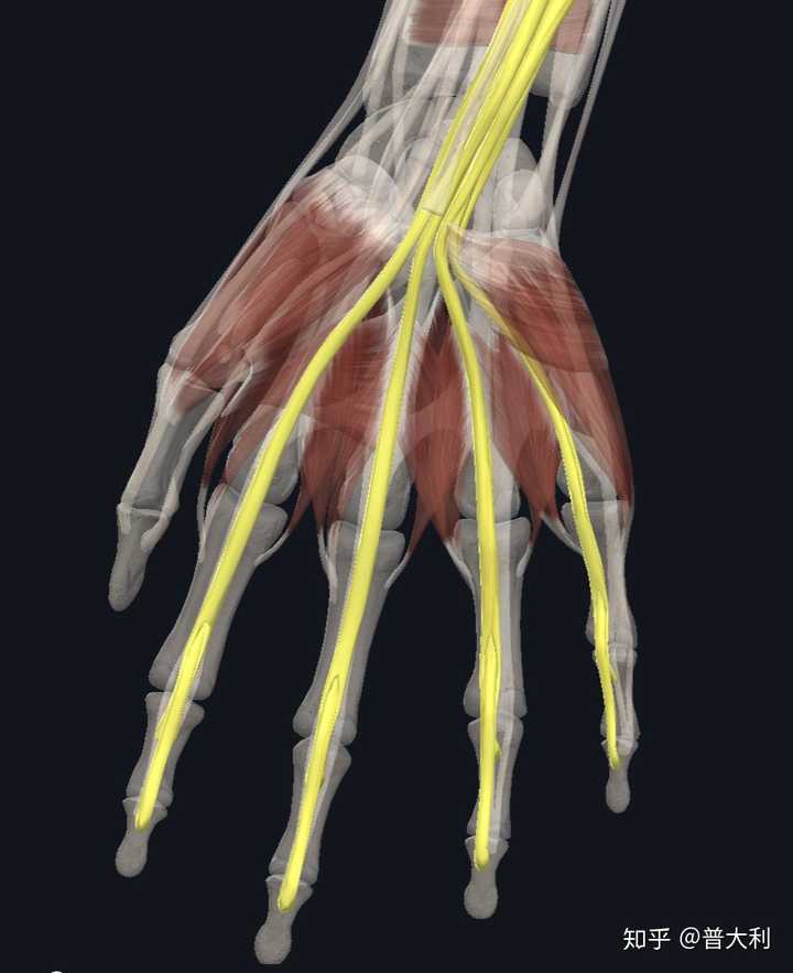 右手无名指的弯曲与伸展,用到的是一块肌肉吗?