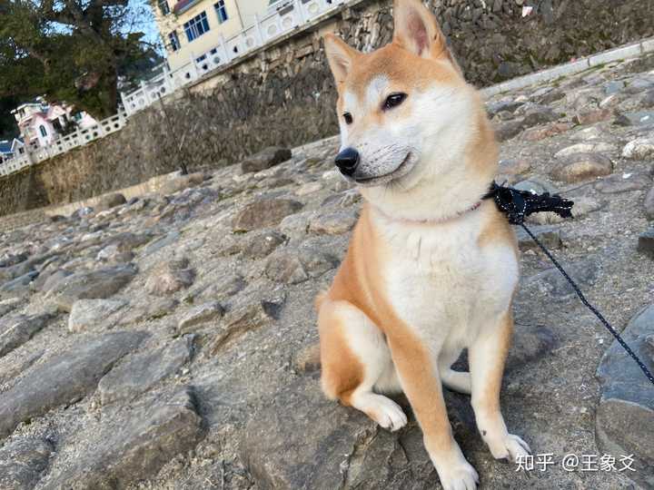 柴犬什么时候开始爆脸?