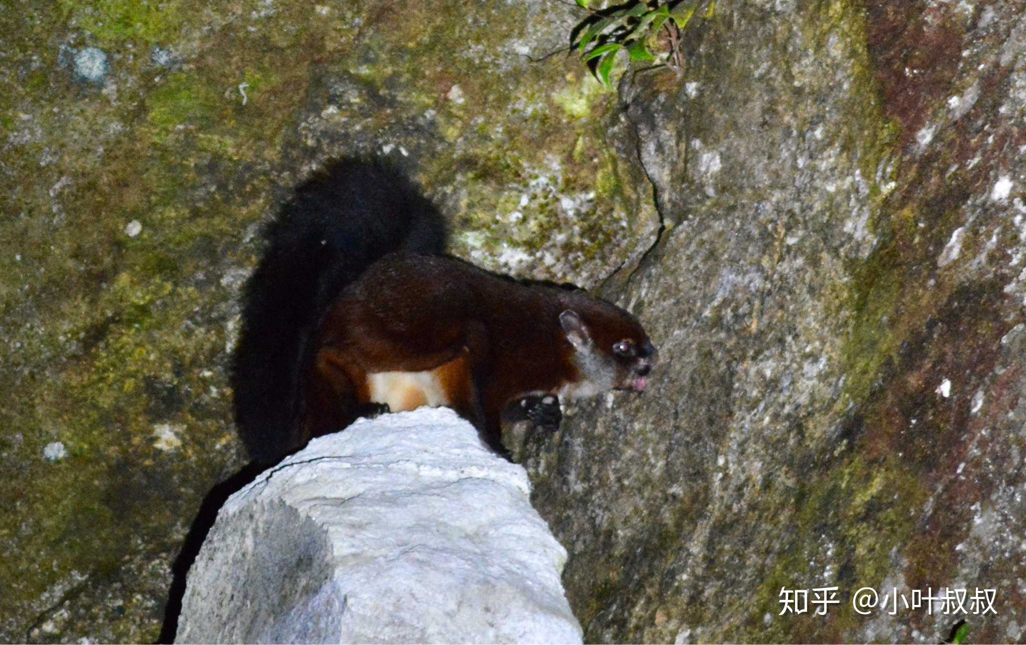 一兽顶十鸟,霜背大鼯鼠～太酷了～猜猜它在干啥～哈哈!