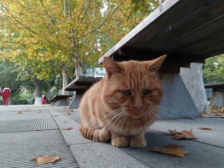 5,学校里的猫 忧郁的小眼神 (手机前置镜头拍摄,也就是不看屏幕的盲拍