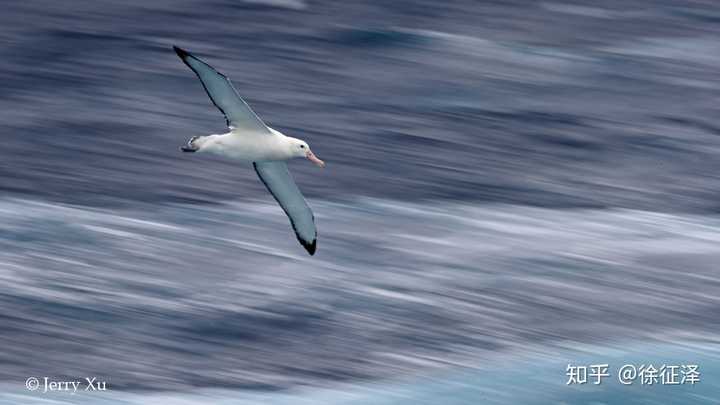 漂泊信天翁(wandering albatross)