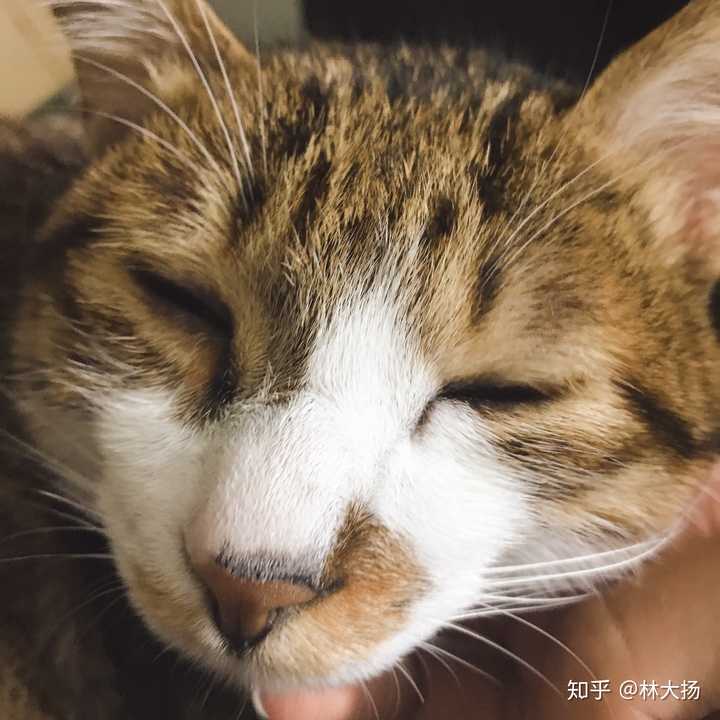 太困了睁不开眼的猫
