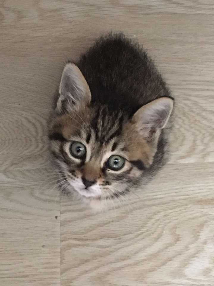 狸花猫可以萌到什么程度?