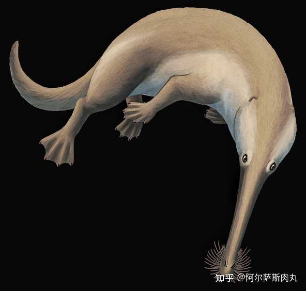 翻版水獭还是盗版鳄鱼雷明顿鲸remingtonocetus